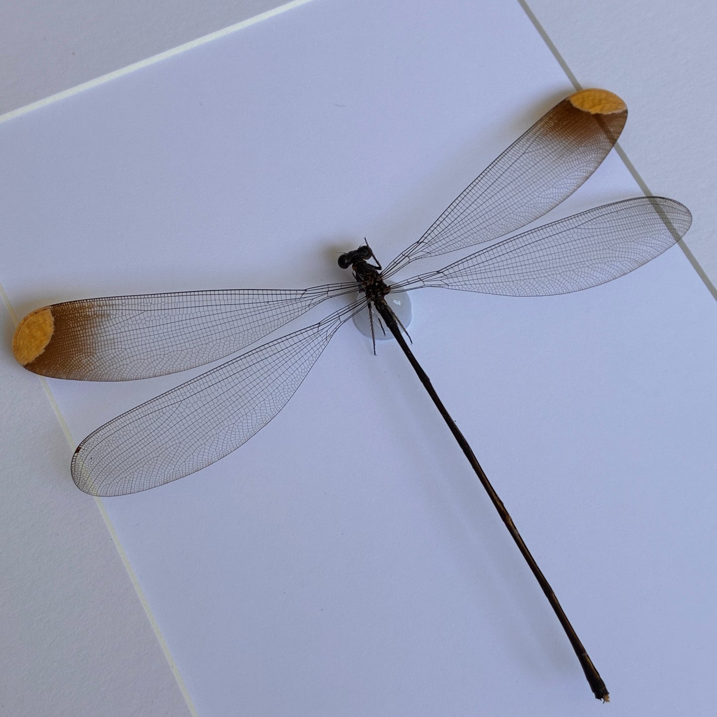 Helicopter Damselfly