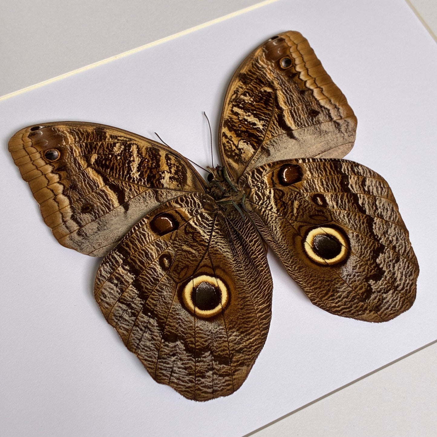 Illioneus Giant Owl - Ventral