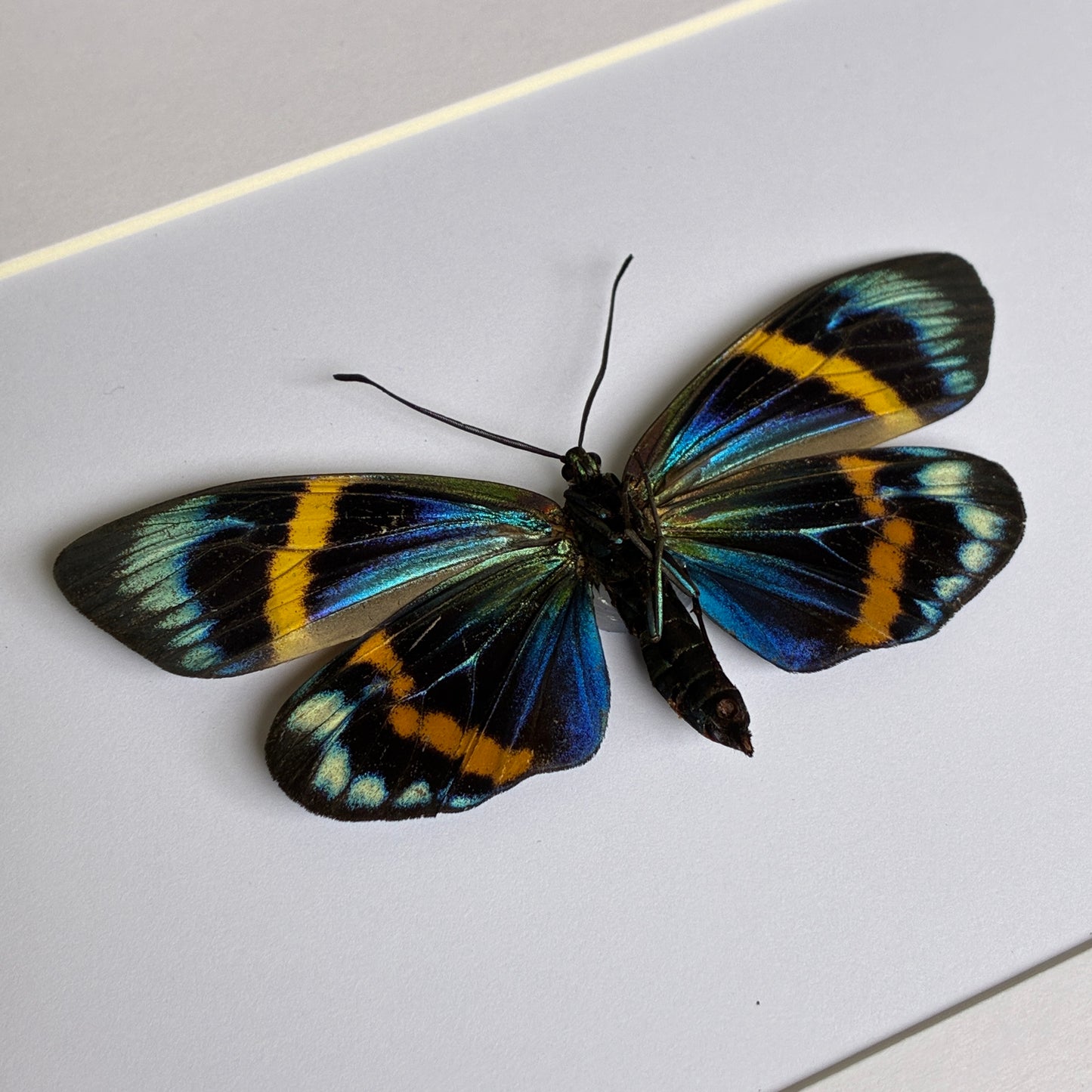 Thailand Blue Day-flying Moth