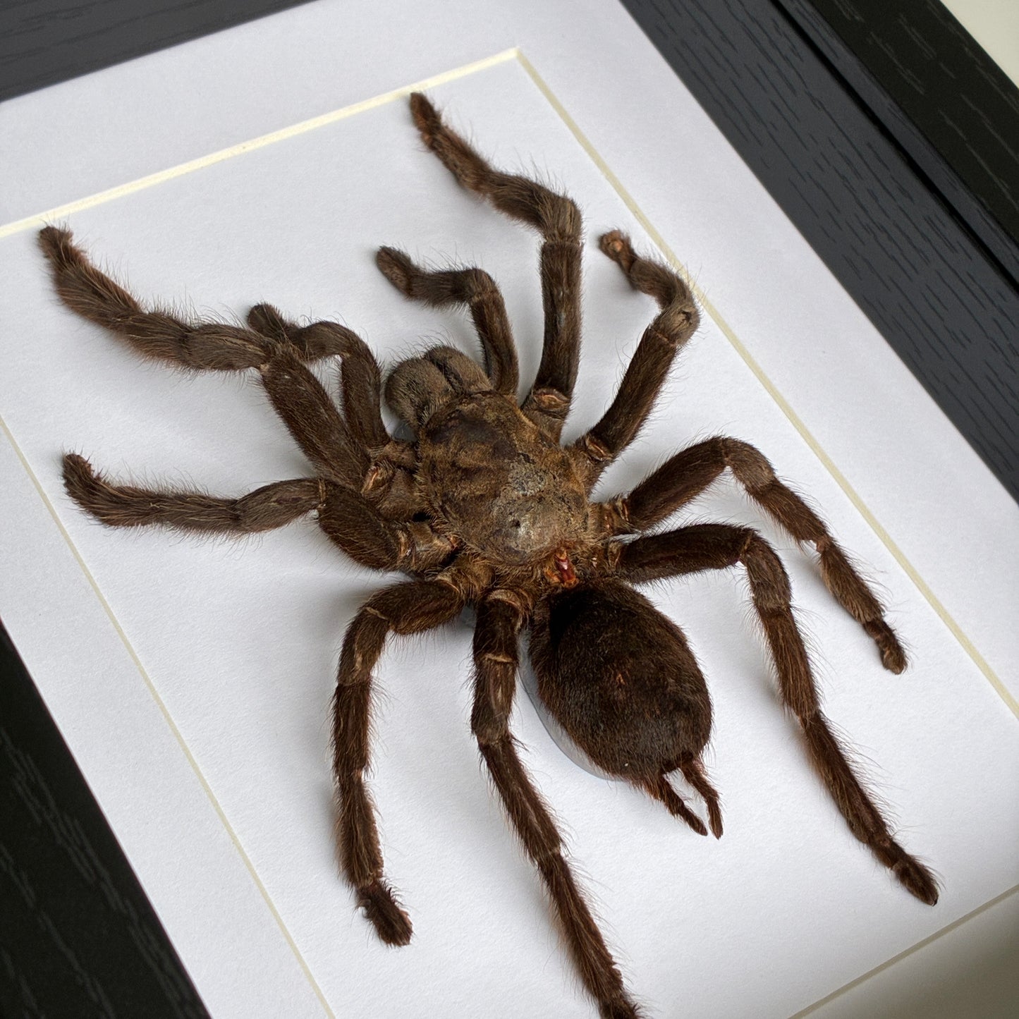 Thailand Black Tarantula