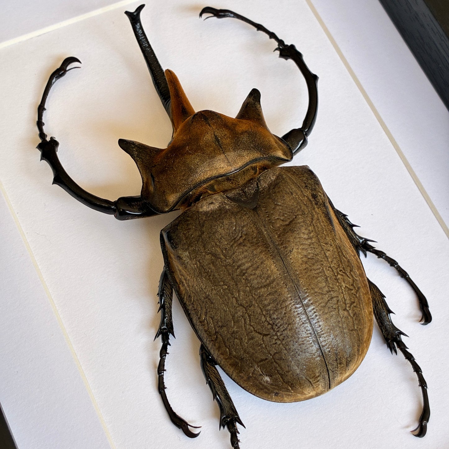 Elephant Beetle