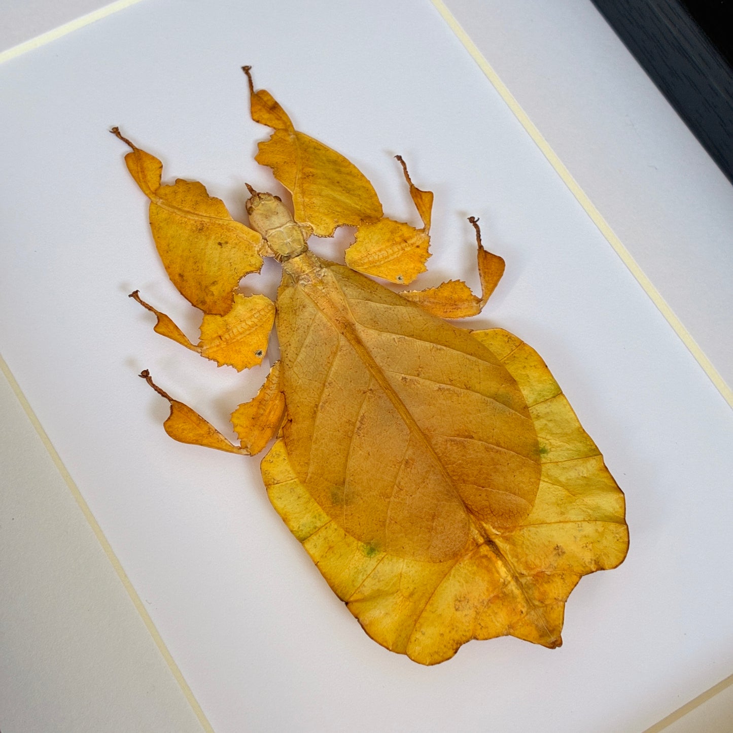 Javanese Leaf Insect - Yellow