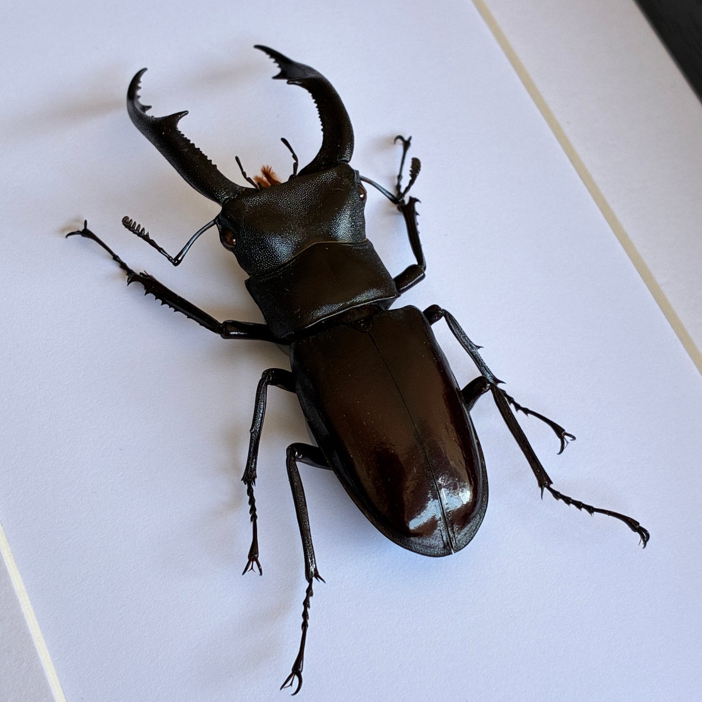 Fork-Horned Stag Beetle