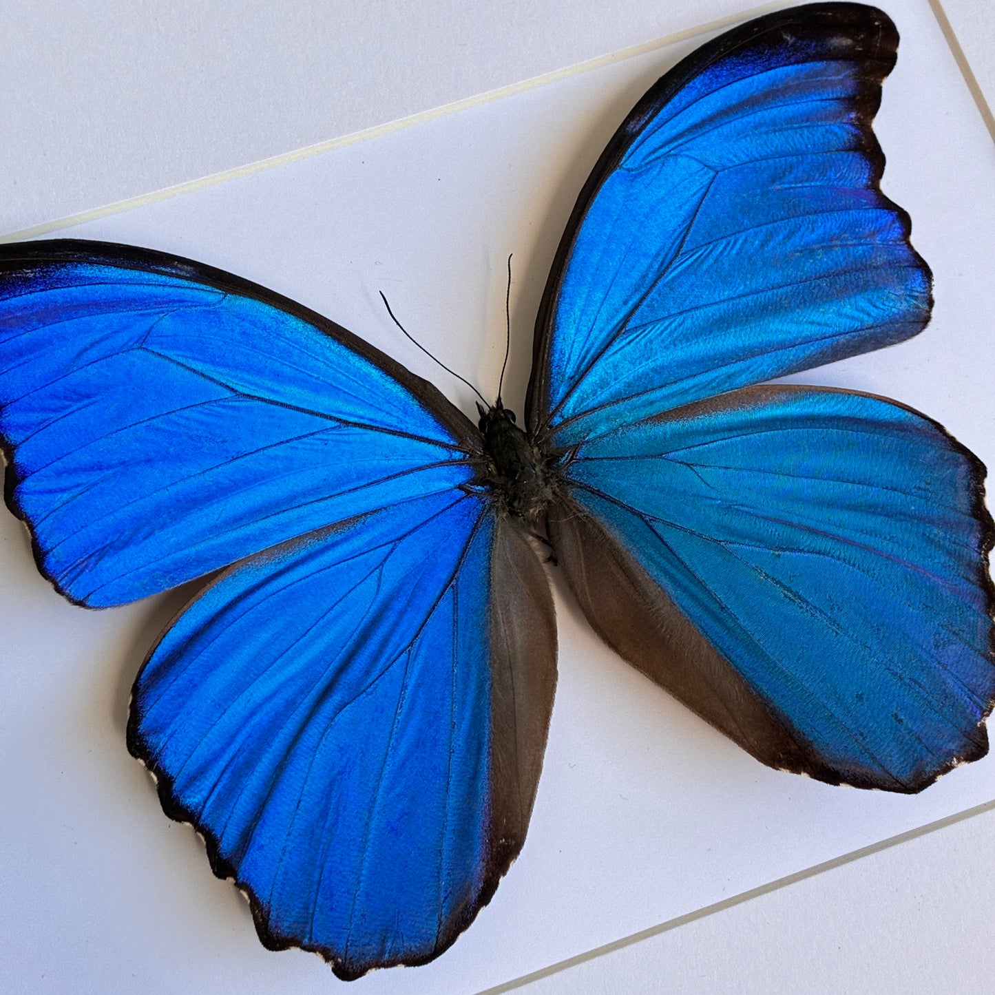 Giant Blue Morpho