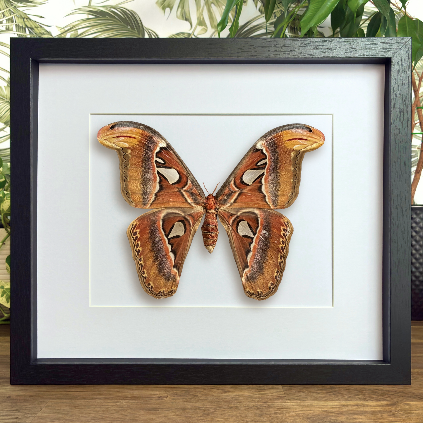 Atlas Moth - Female