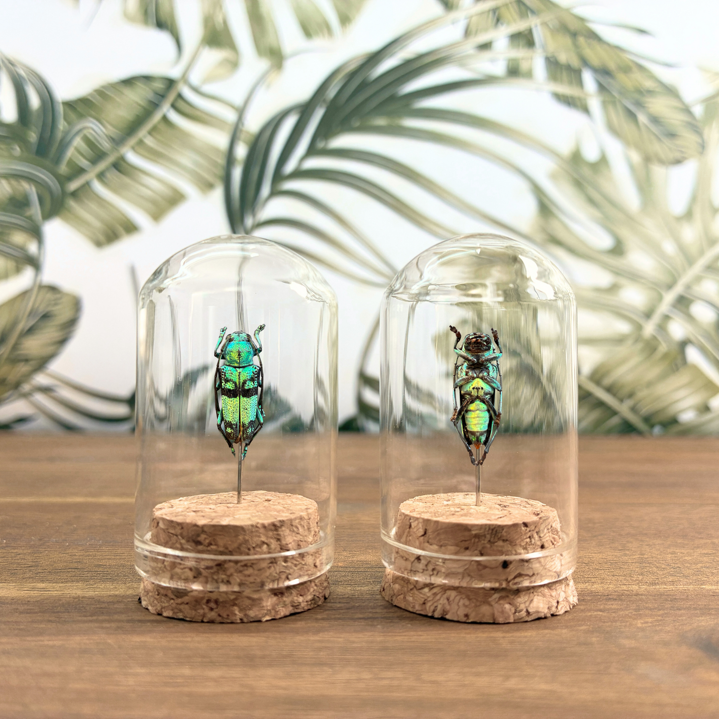 Beetle Jar