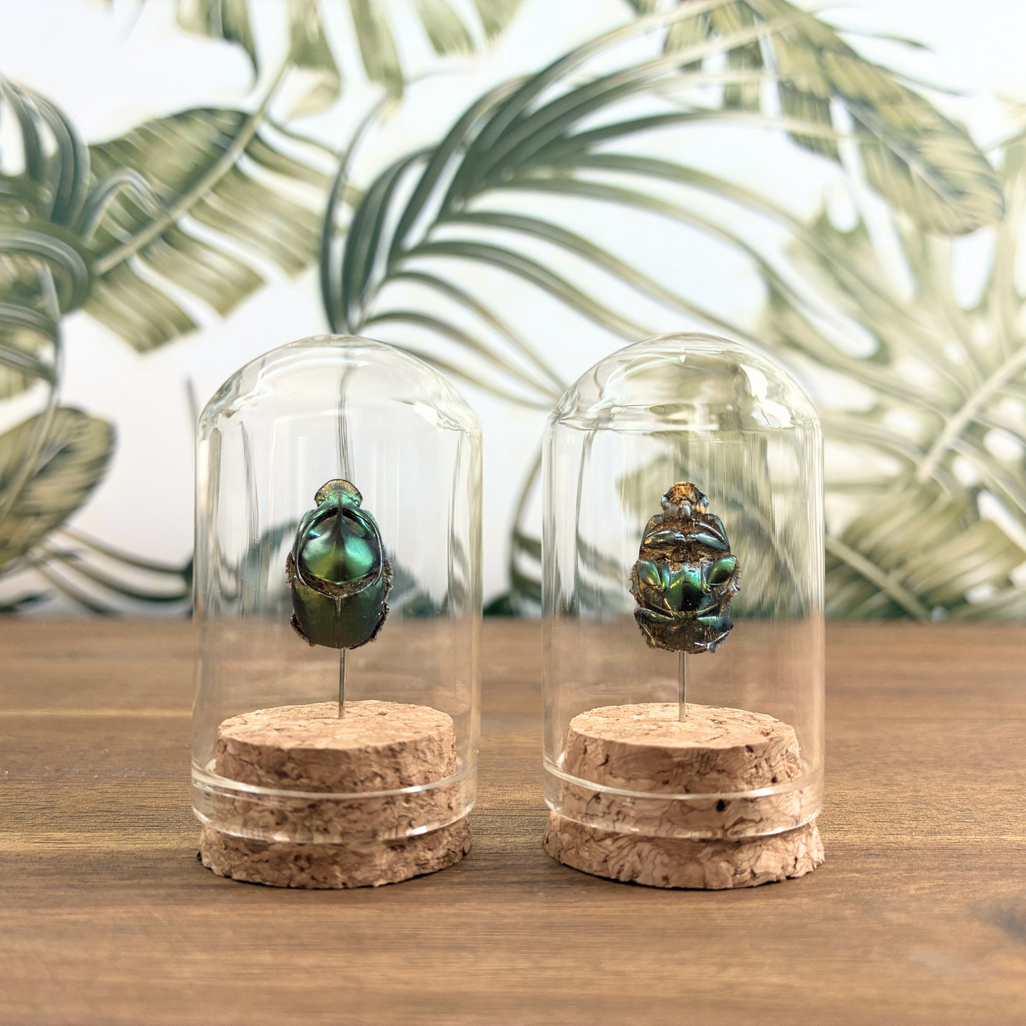 Beetle Jar