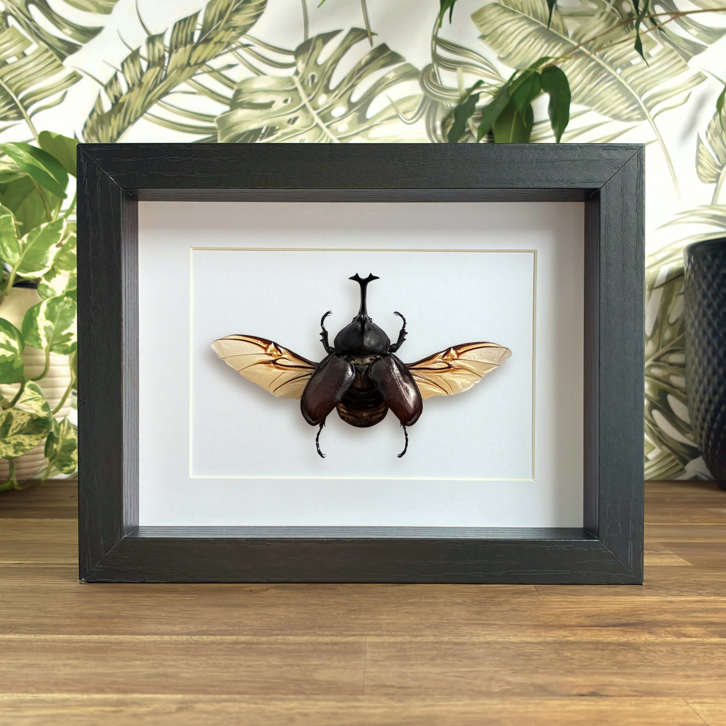 Japanese Rhino Beetle