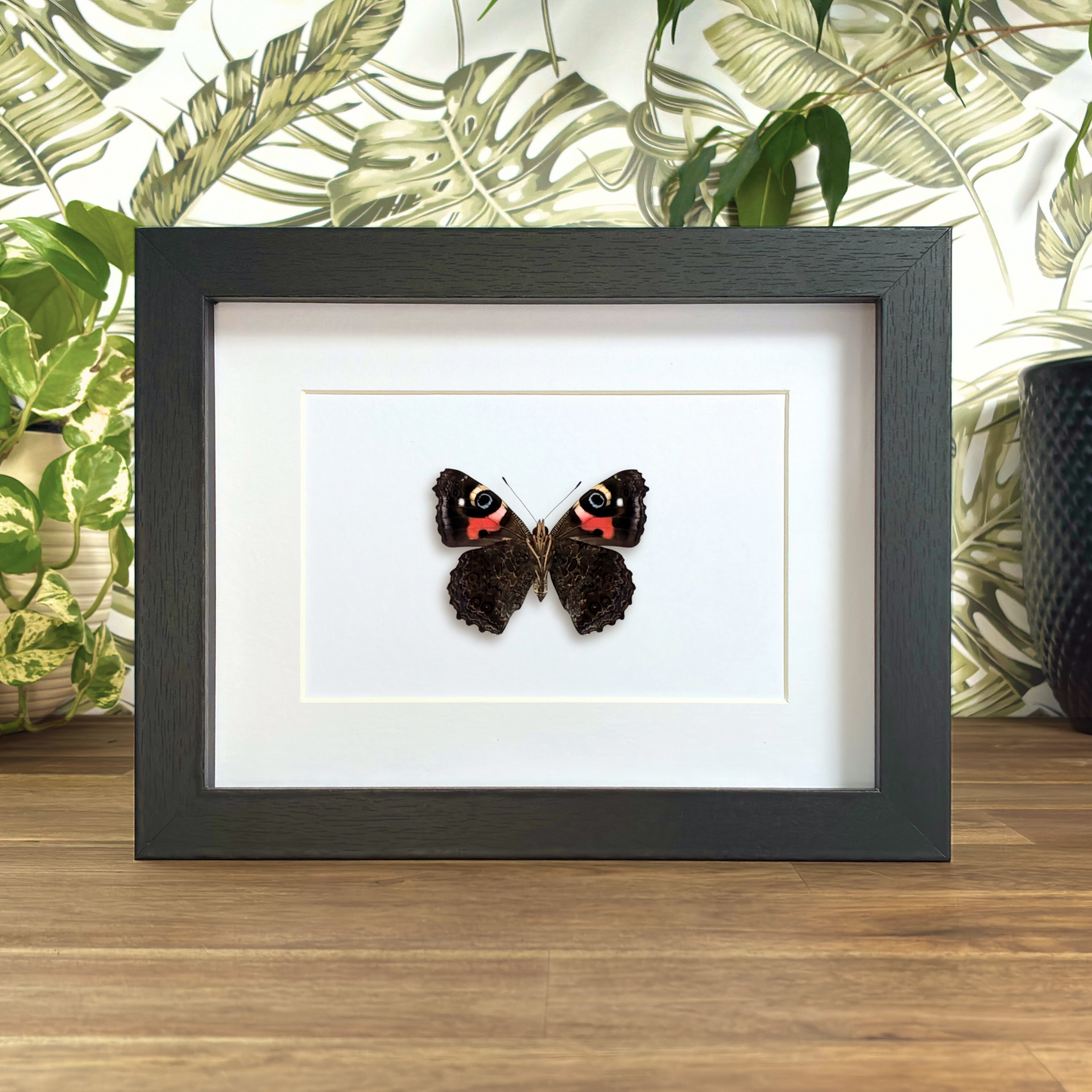 New Zealand Red Admiral - Ventral