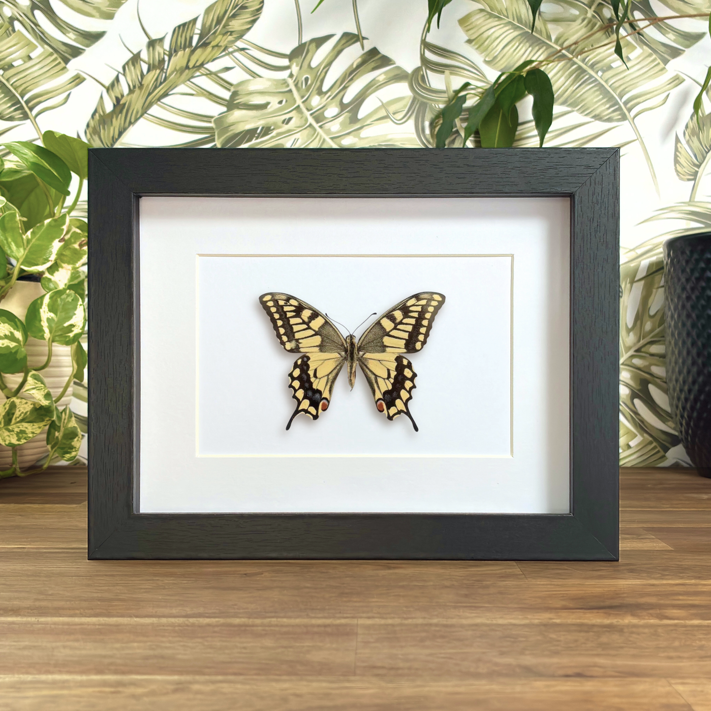 Old World Swallowtail