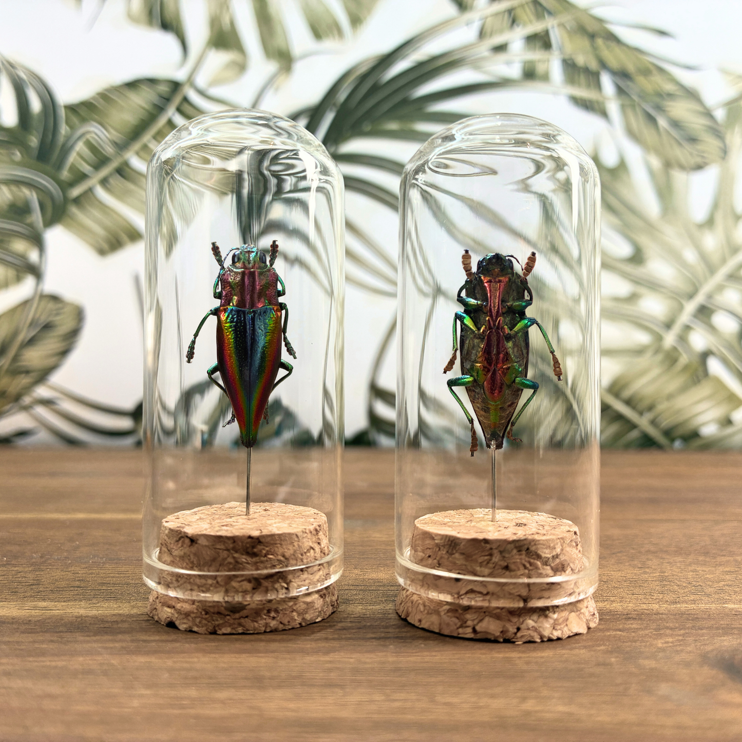 Rainbow Jewel Beetle - Dome Jar