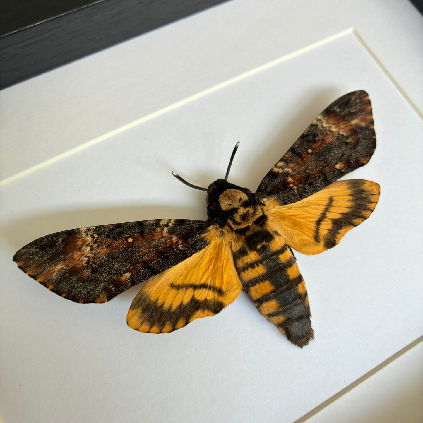 African Death's-head Hawkmoth