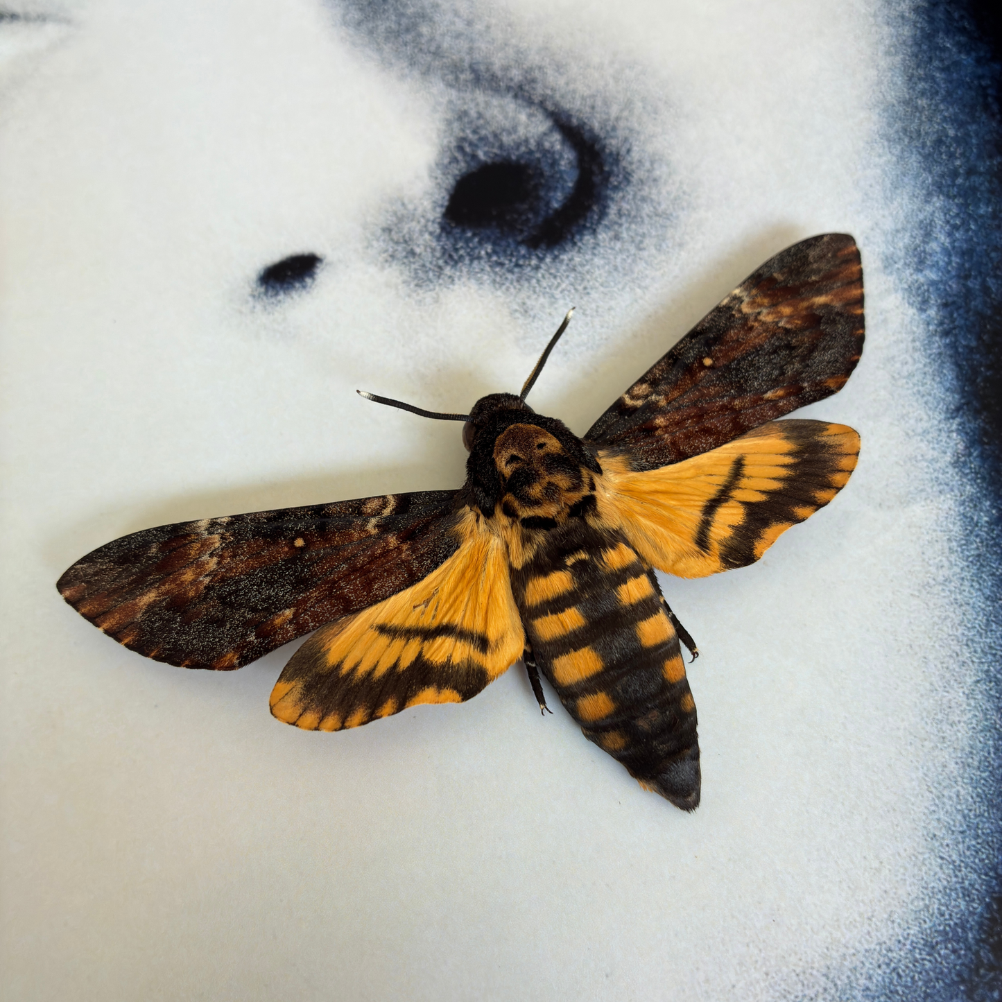 'The Silence of the Lambs' Movie Poster - African Death's-head Hawkmoth