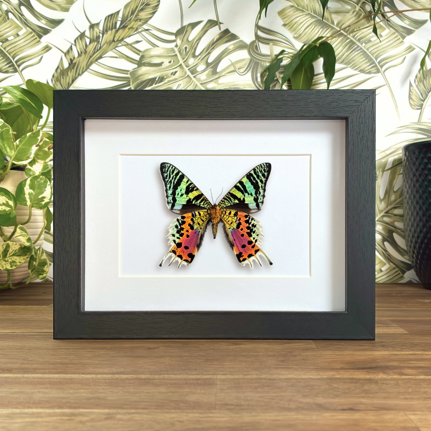 Madagascan Sunset Moth - Ventral