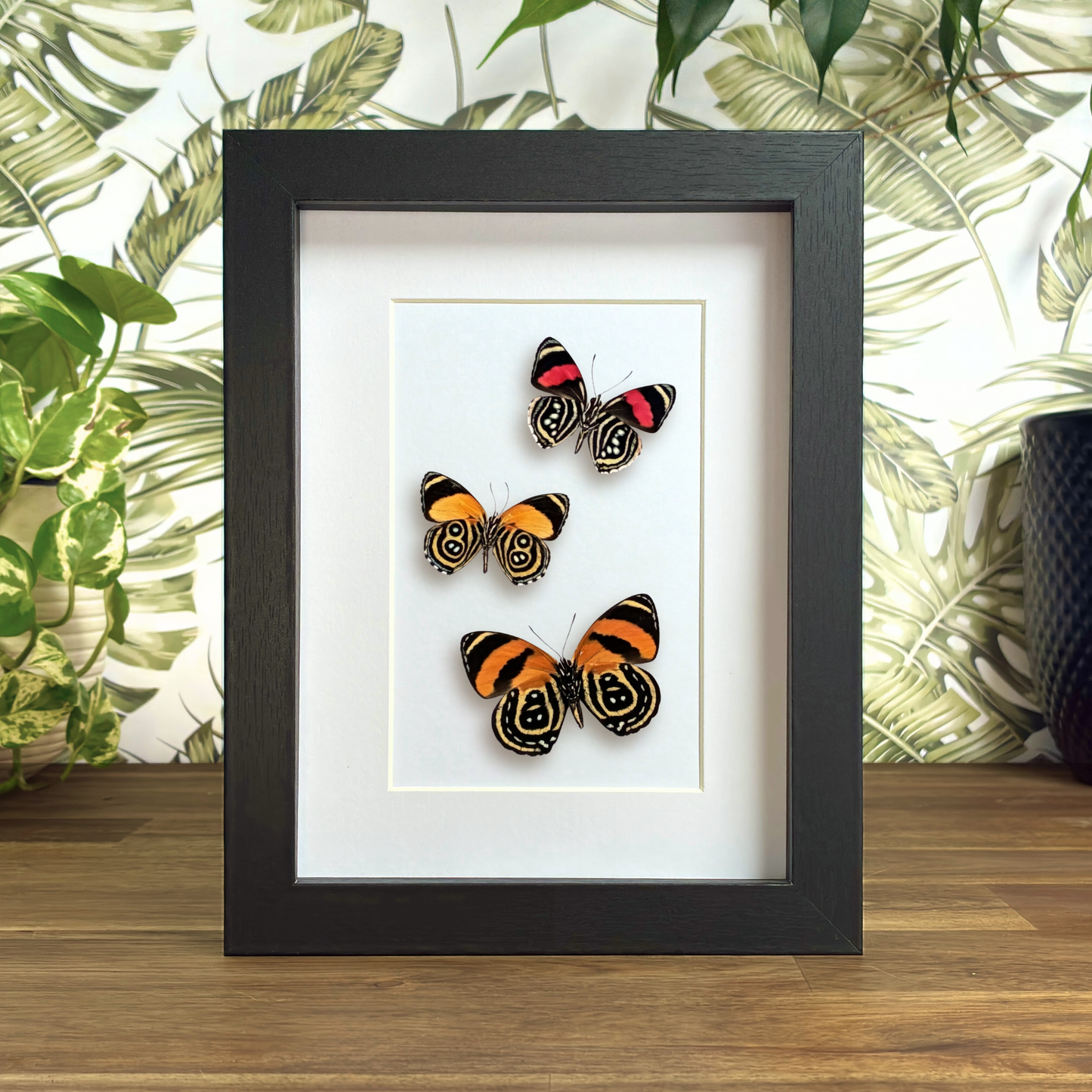 Set of Three Numberwings - Ventral