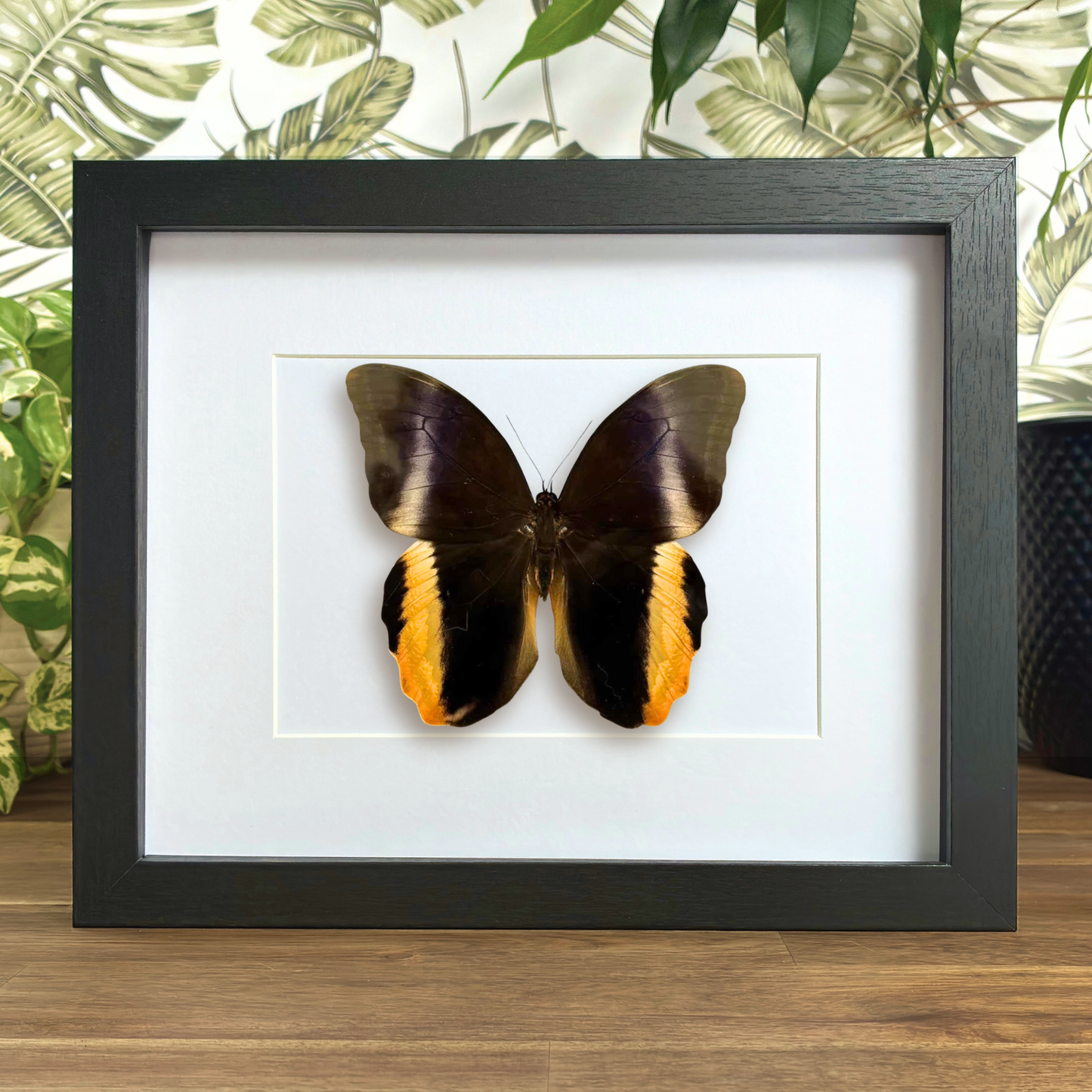 Yellow-edged Giant Owl - Dorsal