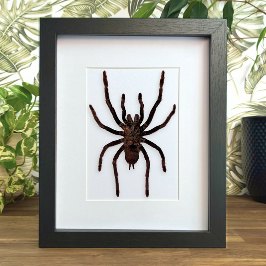 Thailand Black Tarantula - XL
