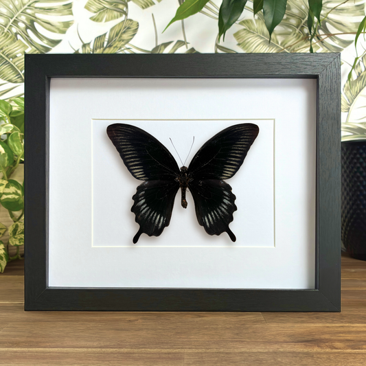 Scarlet Mormon - Dorsal