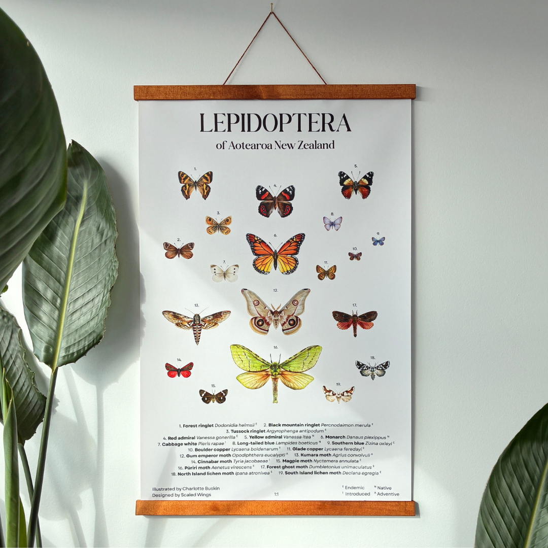 Lepidoptera of Aotearoa New Zealand - Hanging Poster