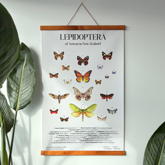 Lepidoptera of Aotearoa New Zealand - Hanging Poster