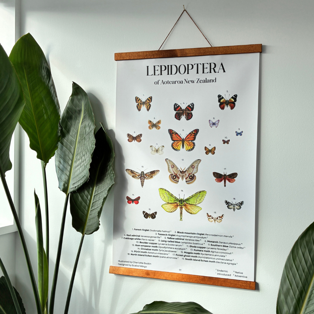 Lepidoptera of Aotearoa New Zealand - Hanging Poster