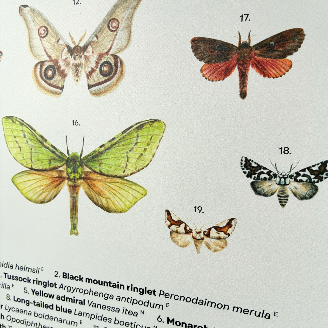 Lepidoptera of Aotearoa New Zealand - Hanging Poster