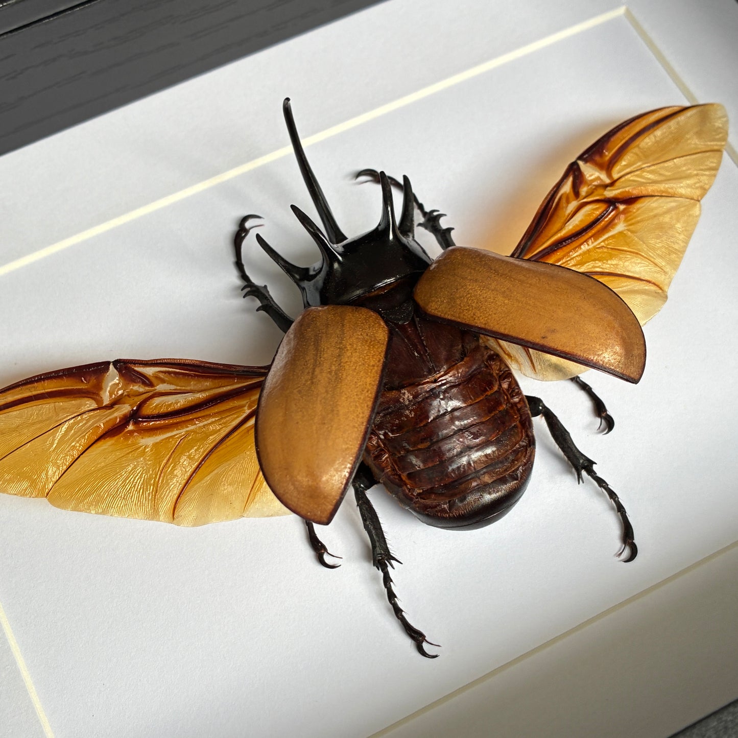 Five-horned Rhino Beetle