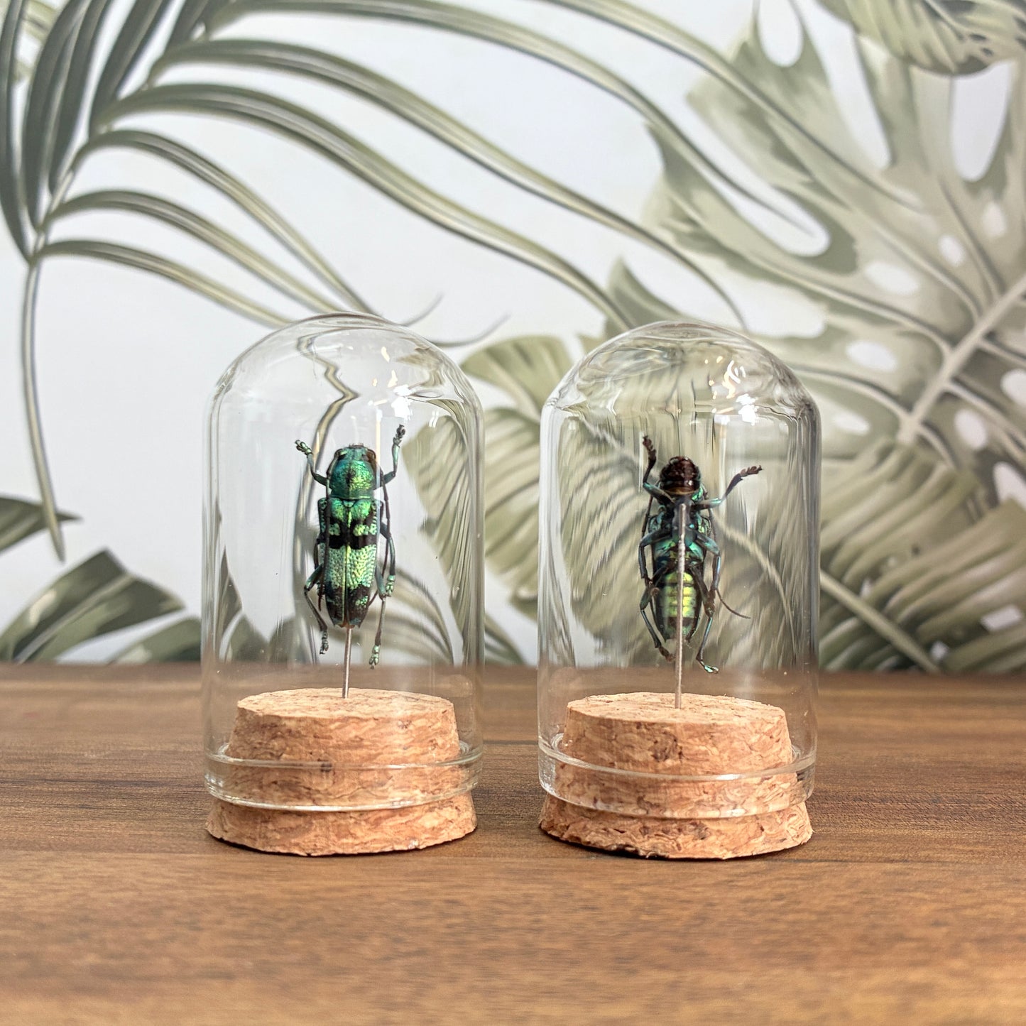 Beetle Jar