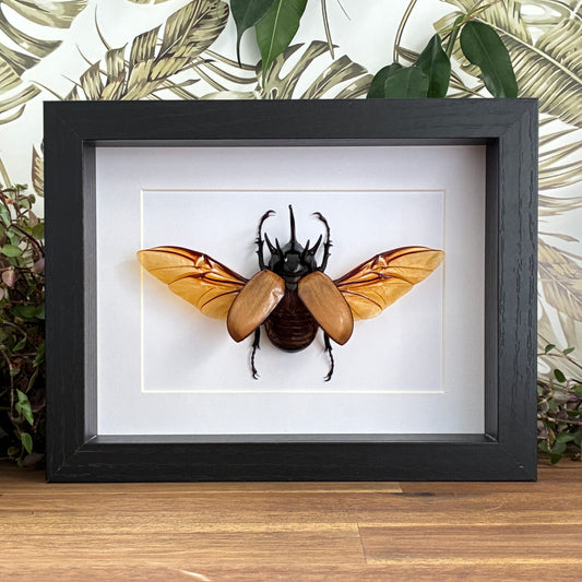 Five-horned Rhino Beetle
