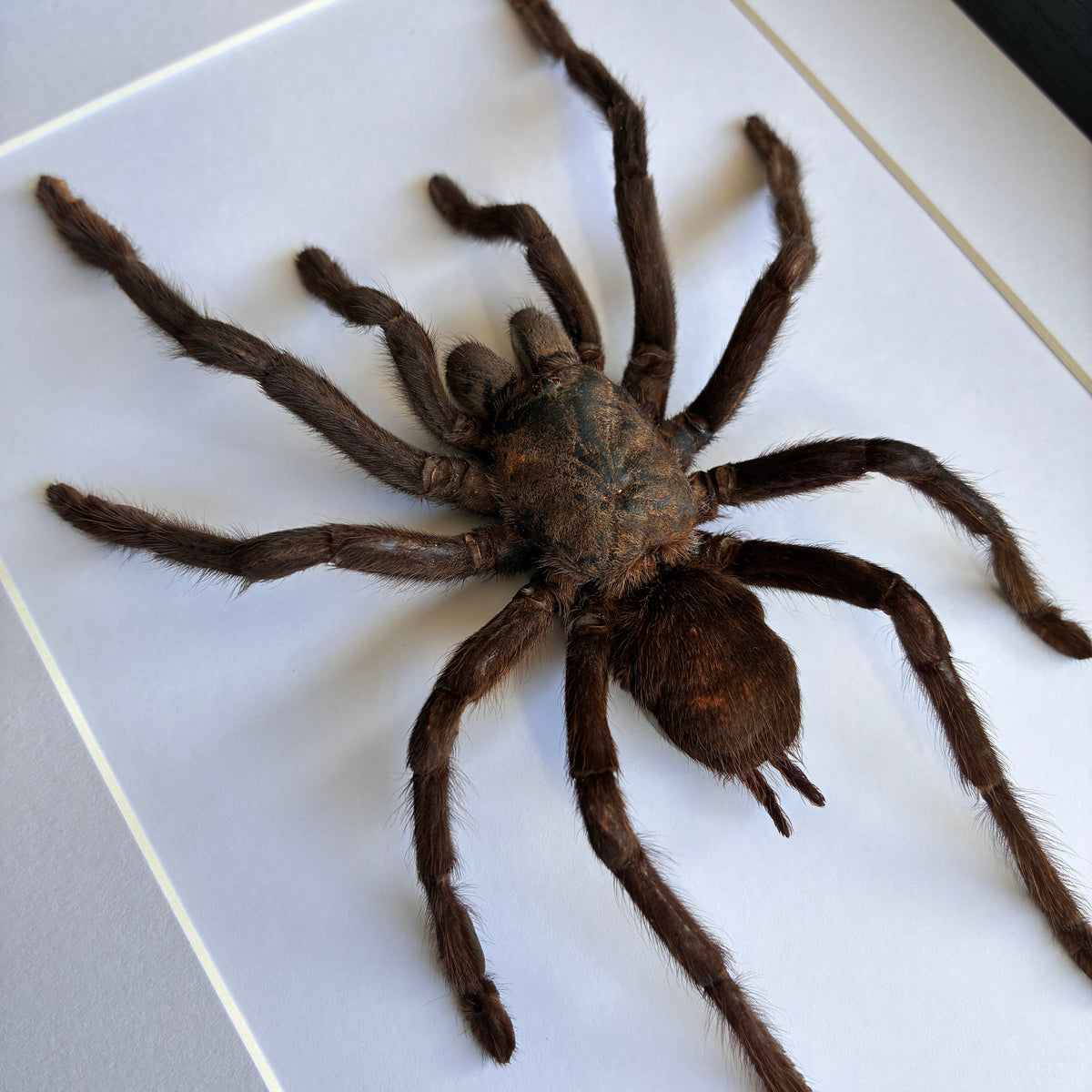 Thailand Black Tarantula - XL