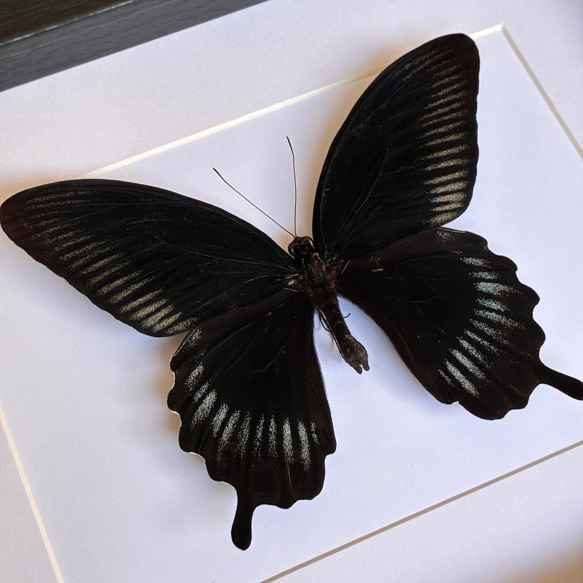 Scarlet Mormon - Dorsal