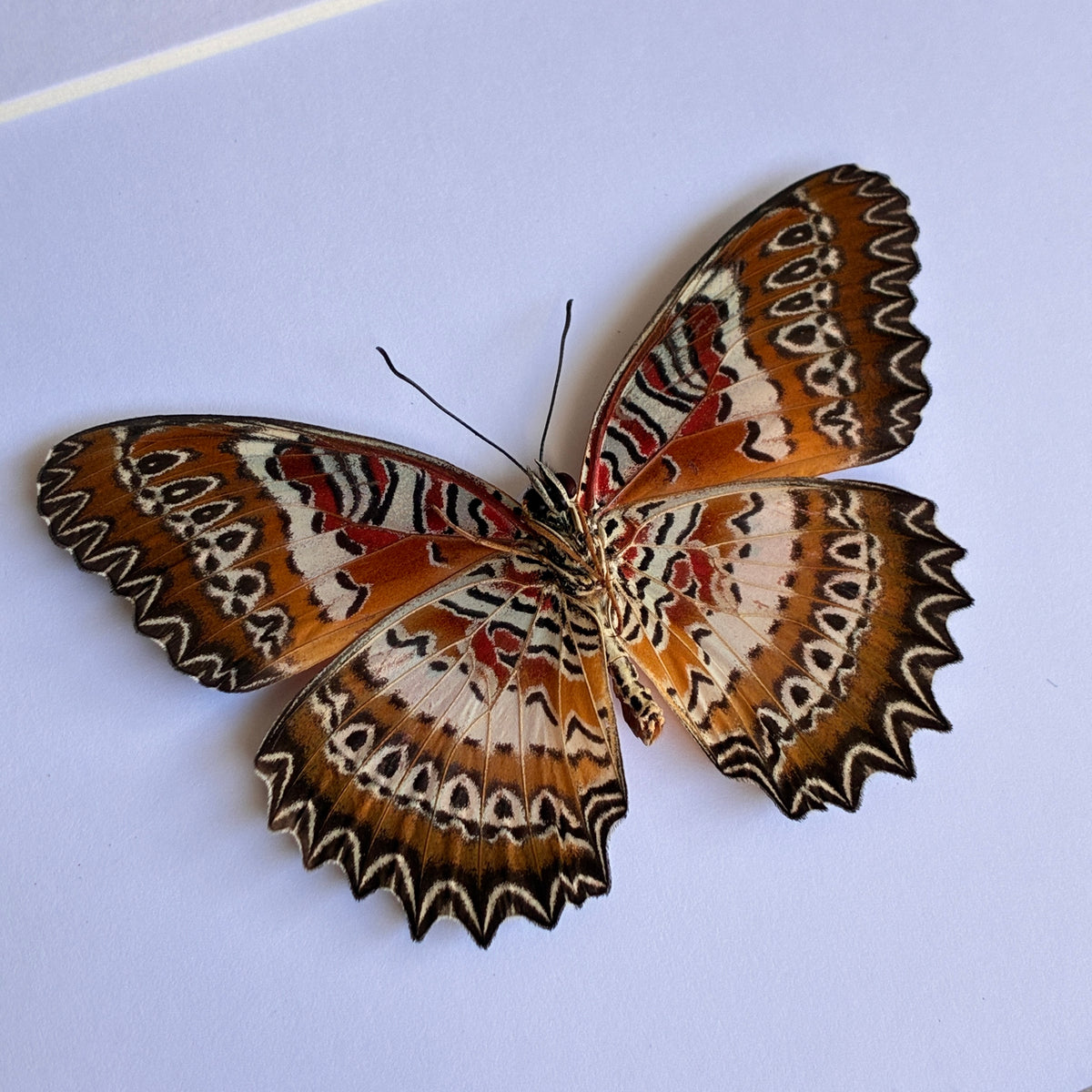 Red Lacewing - Ventral