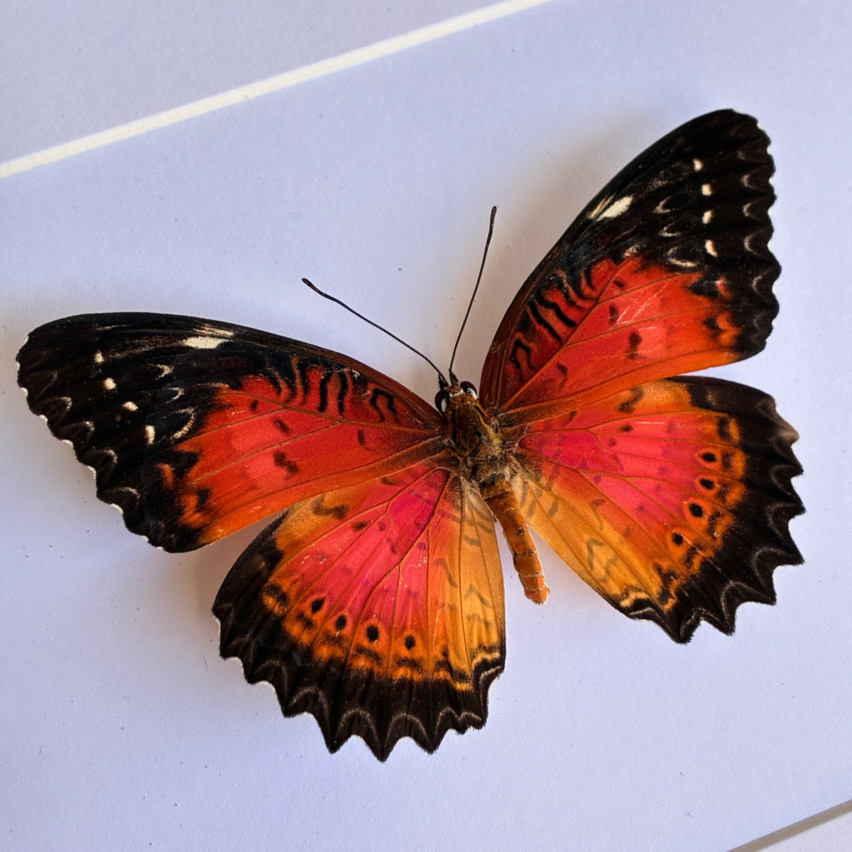 Red Lacewing - Dorsal