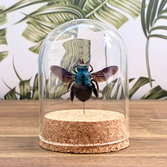 Blue Carpenter Bee