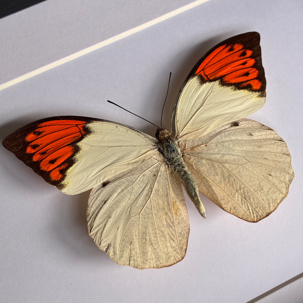 Great Orange Tip