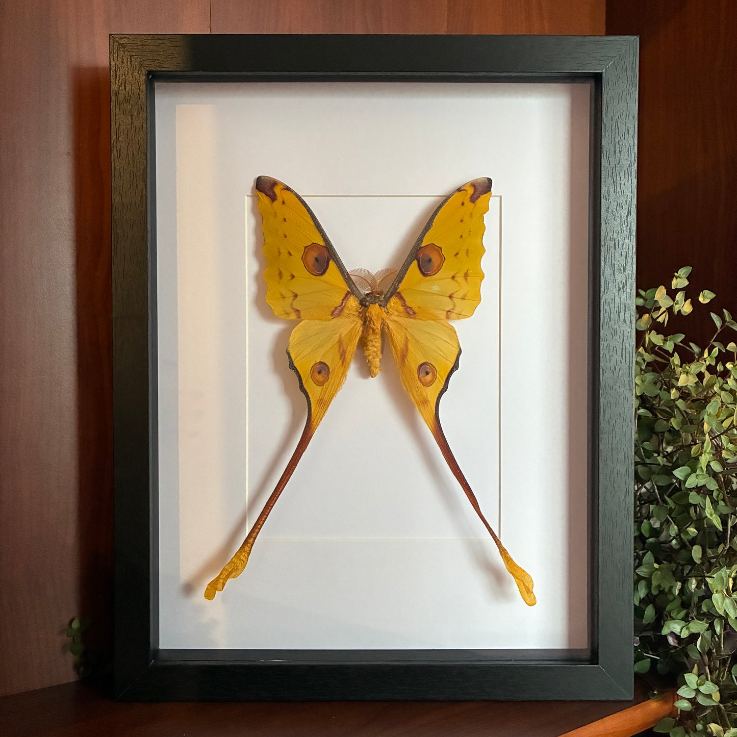 Comet Moth - Male
