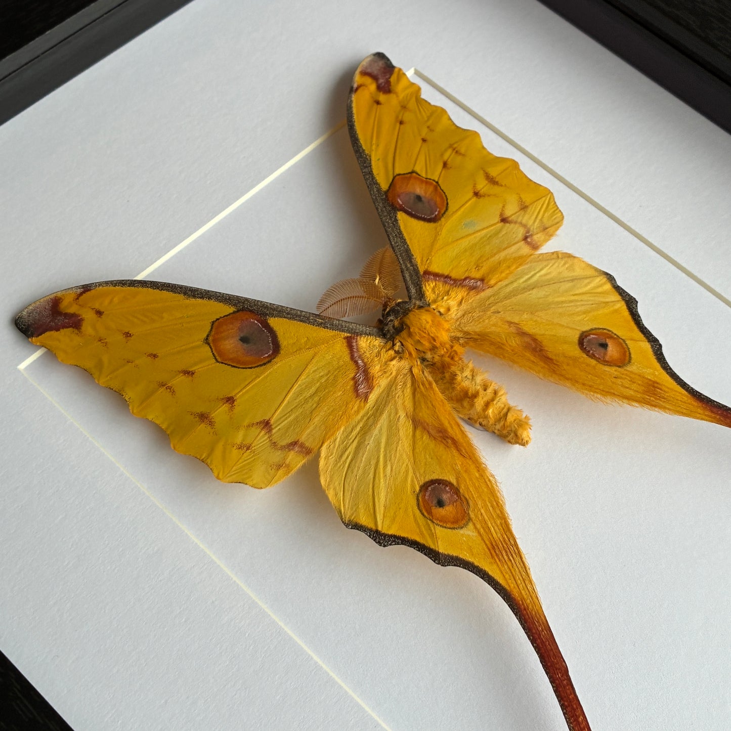 Comet Moth - Male