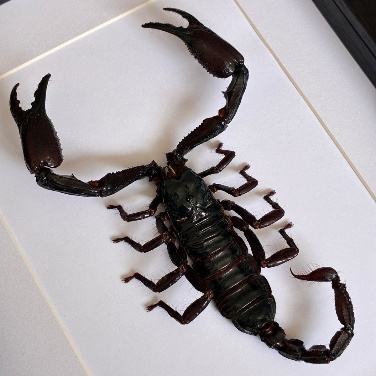 Laotian Giant Scorpion - XL