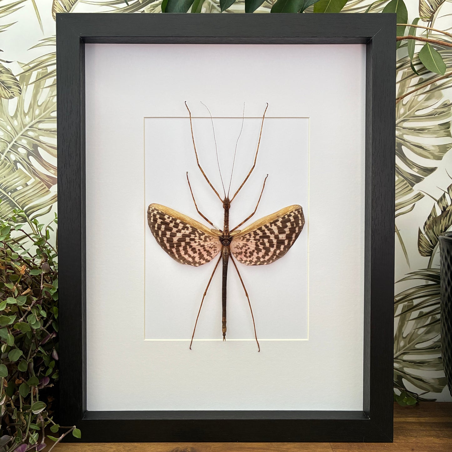Tessellated Spiny Stick Insect
