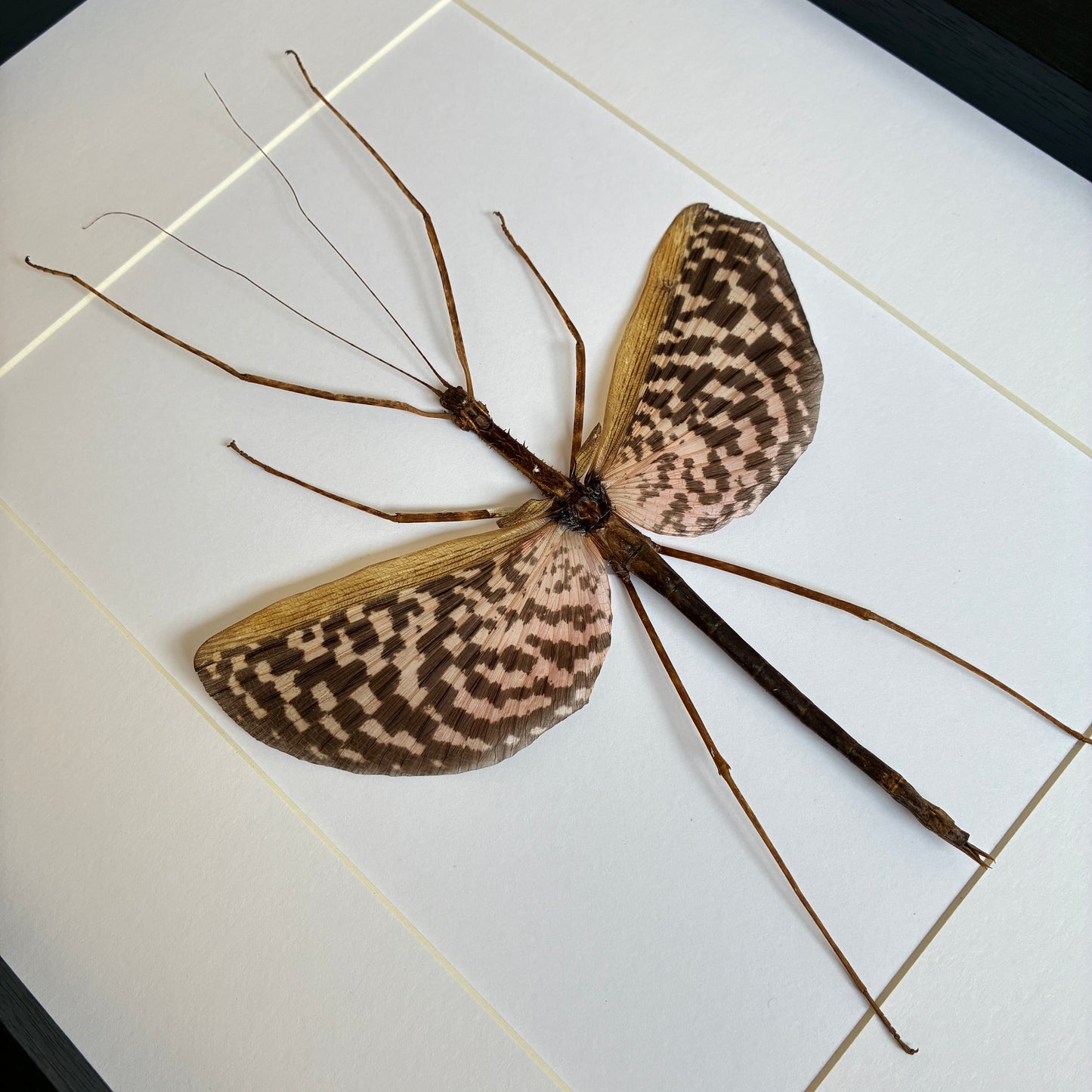 Tessellated Spiny Stick Insect