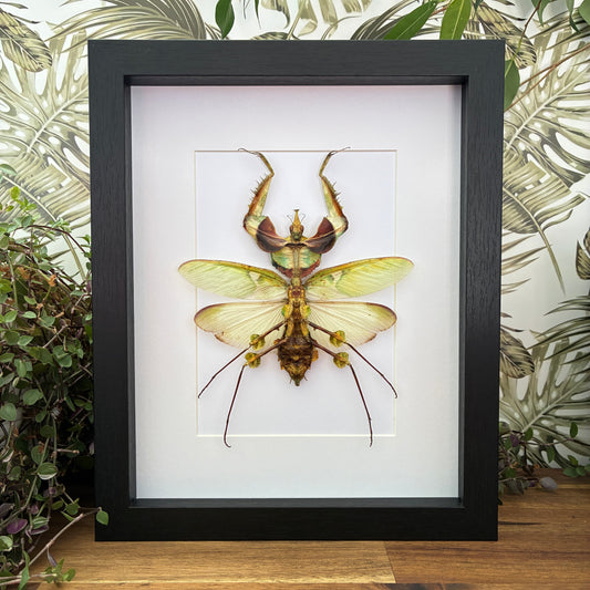 Giant Devil's Flower Mantis
