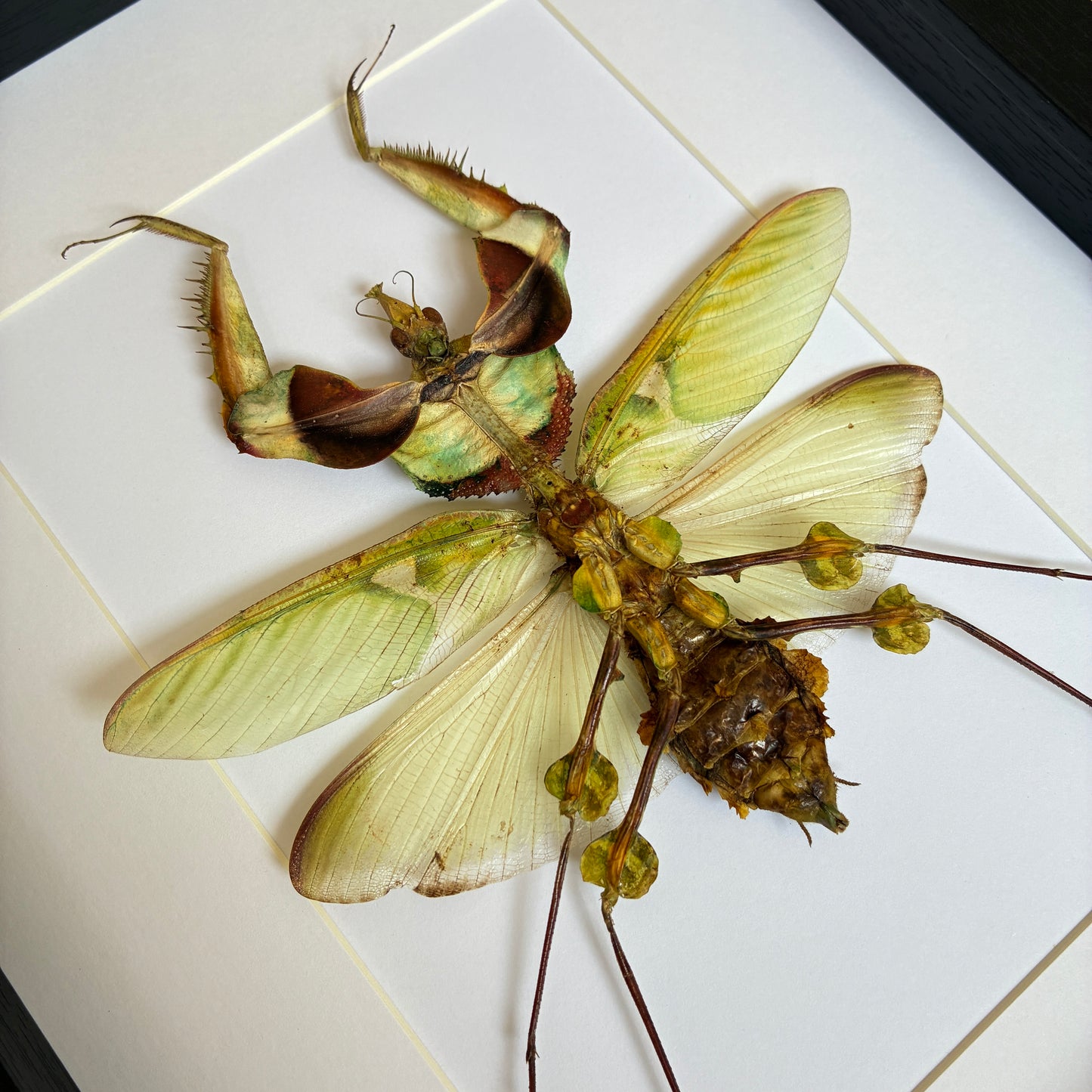 Giant Devil's Flower Mantis
