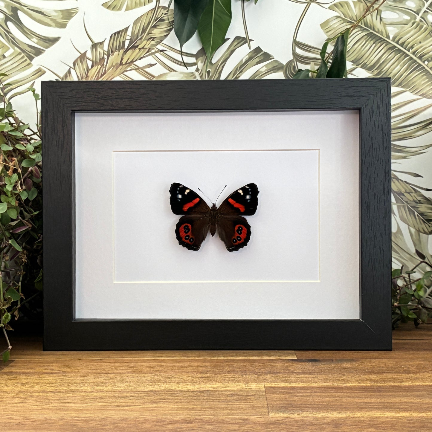 New Zealand Red Admiral - Dorsal
