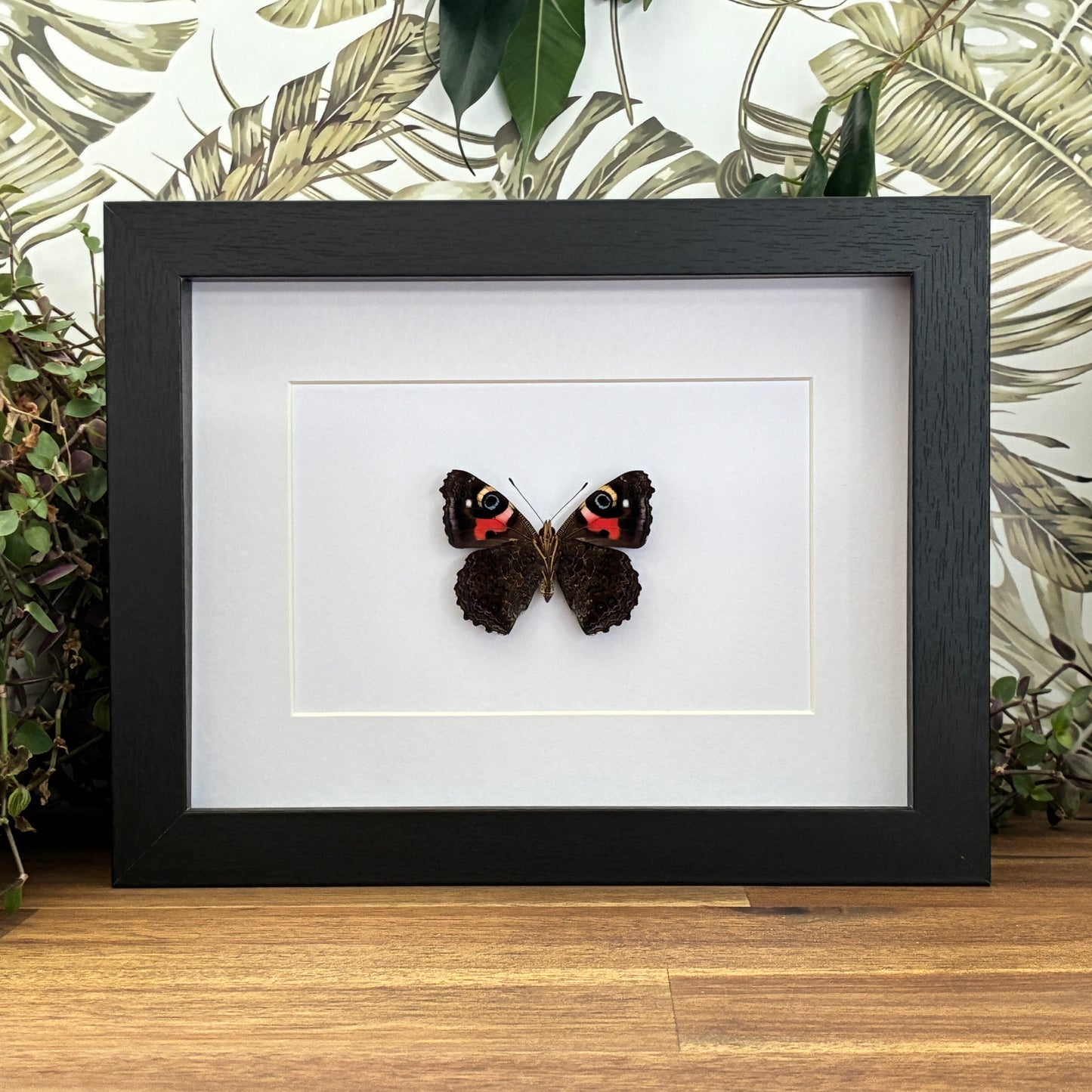 New Zealand Red Admiral - Ventral