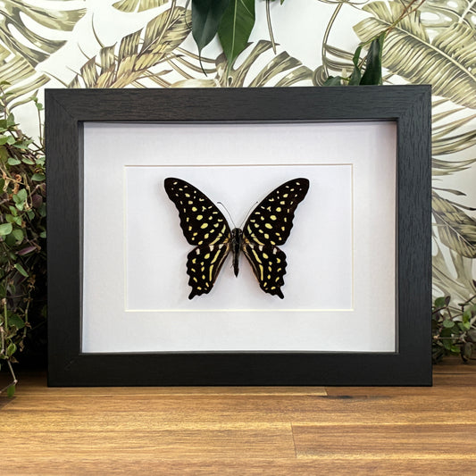 Tailed Jay