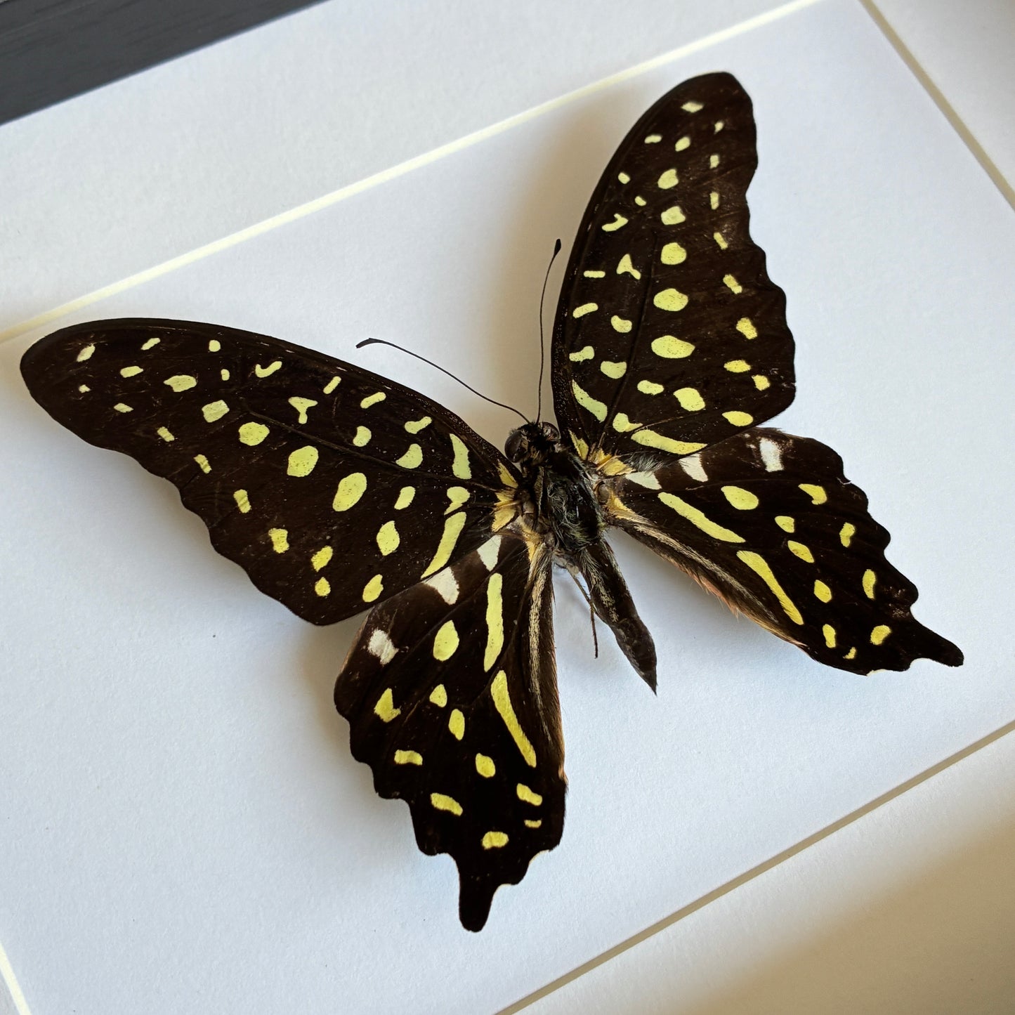 Tailed Jay