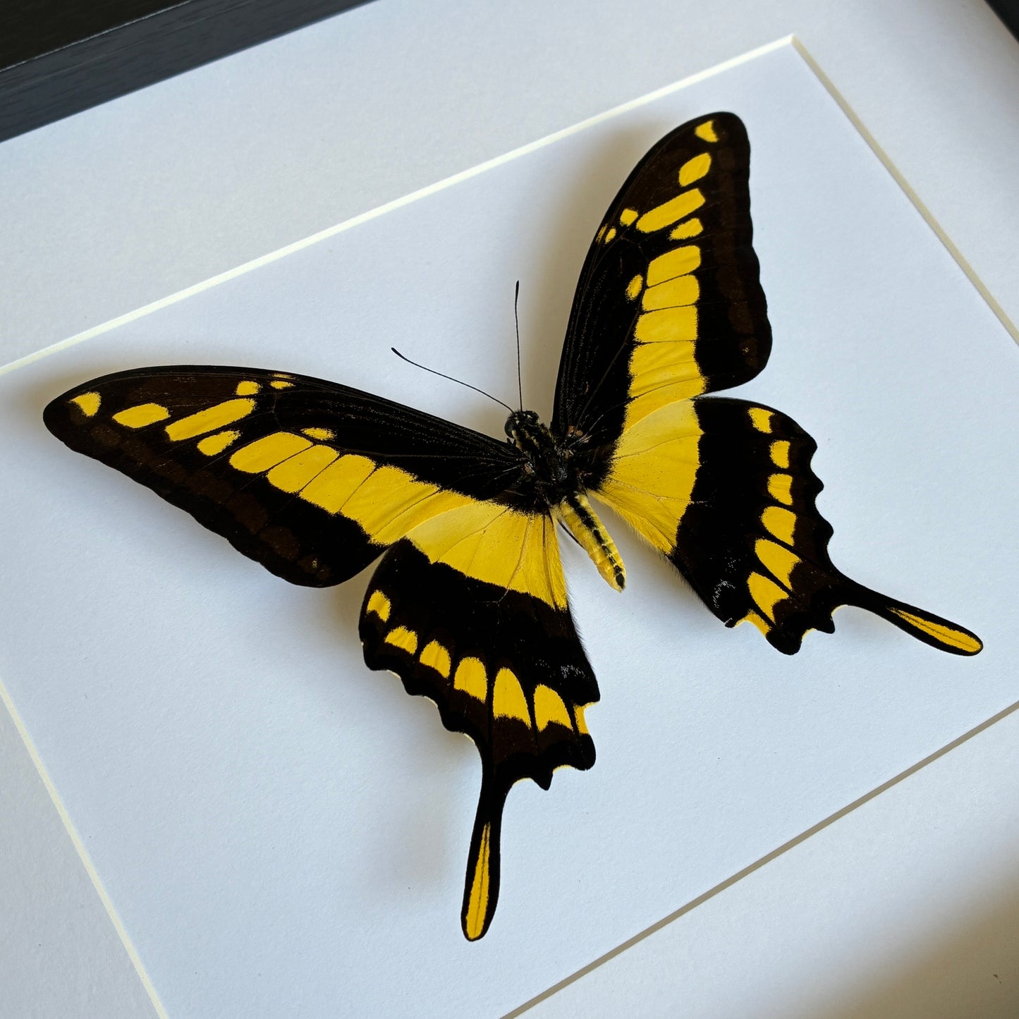 King Swallowtail