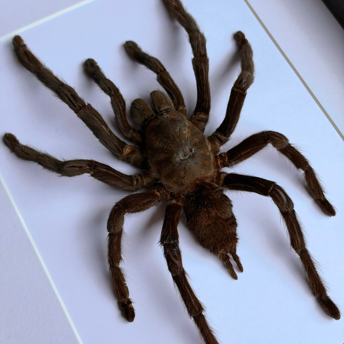 Thailand Black Tarantula - XL