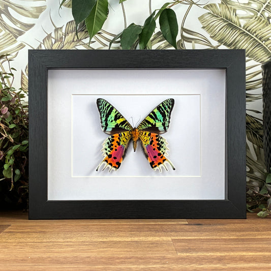 Madagascan Sunset Moth - Ventral