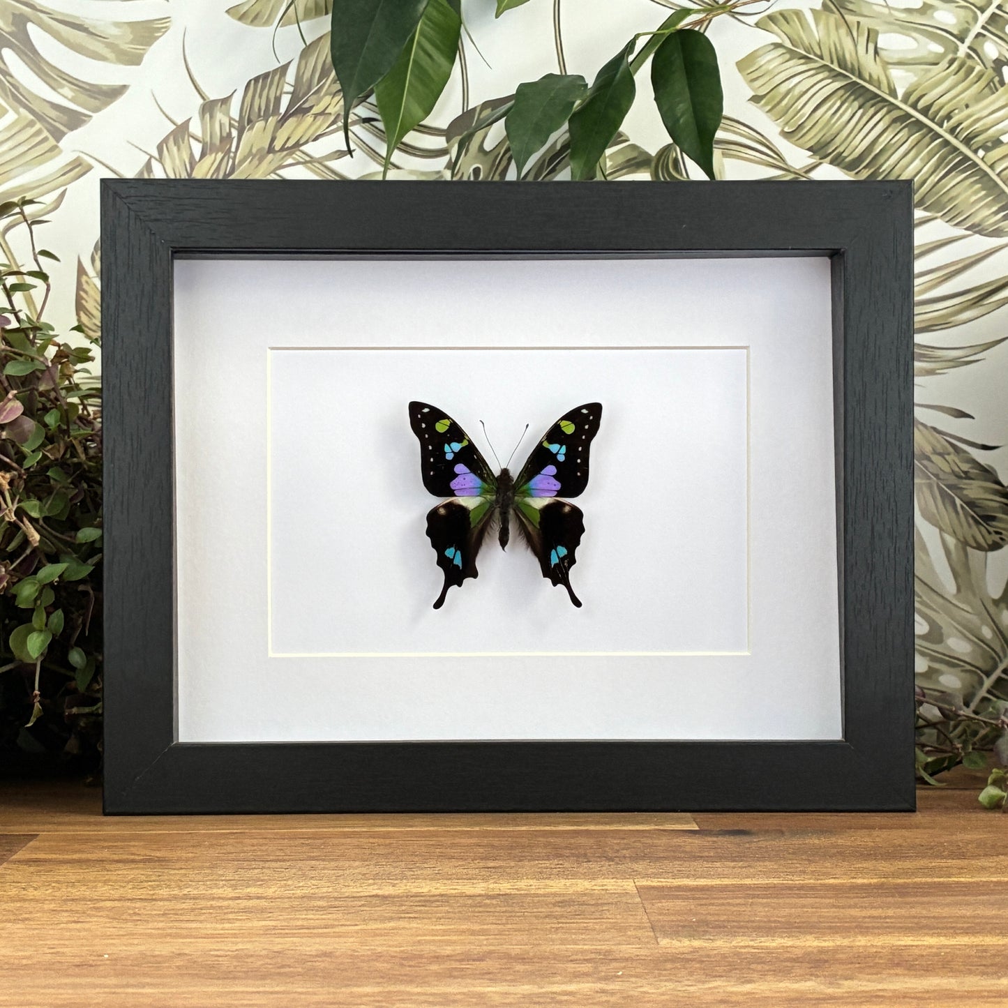 Purple Spotted Swallowtail
